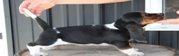 Basset Hound dogs for sale: Roxie - Ad 2