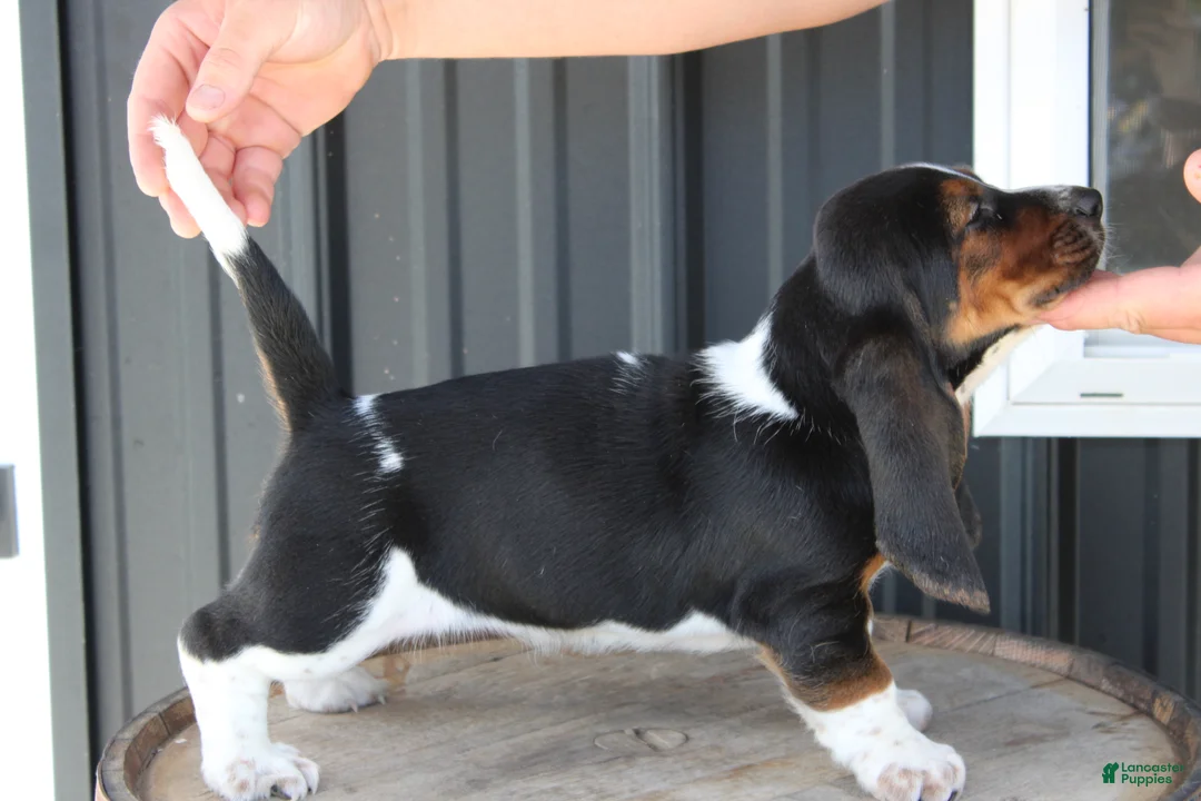 Basset Hound dogs for sale: Roxie - Ad 2