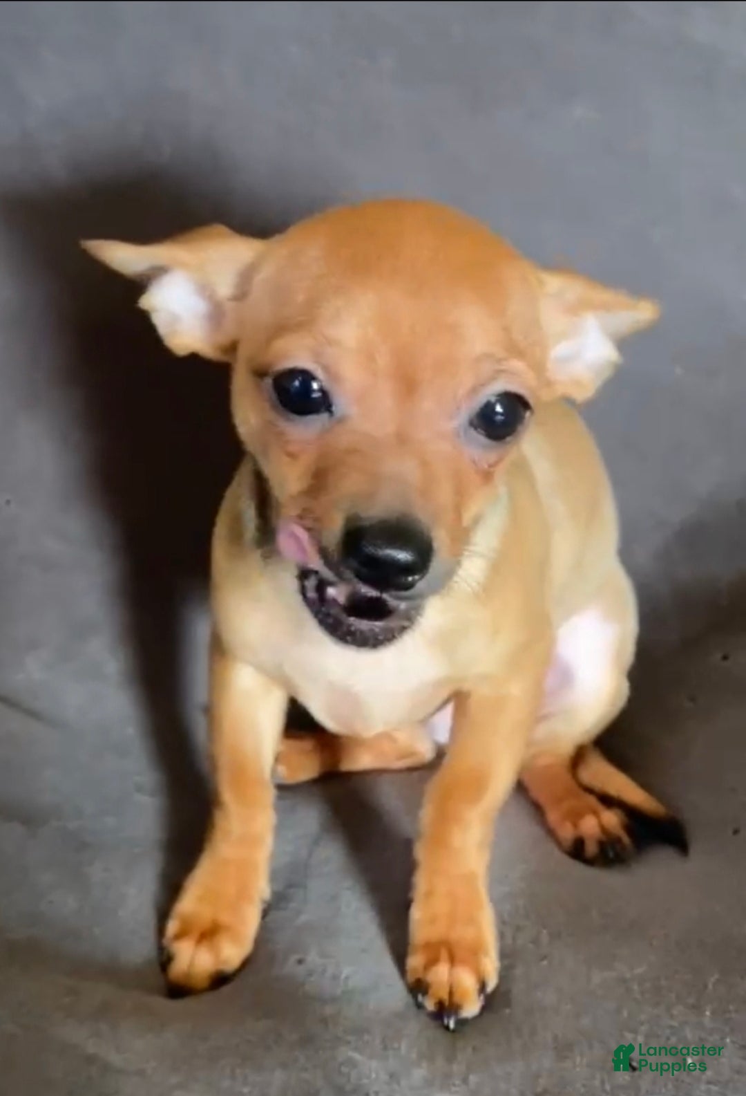 Chihuahua dogs for sale: Chihuahua Puppy 1 - Ad 6