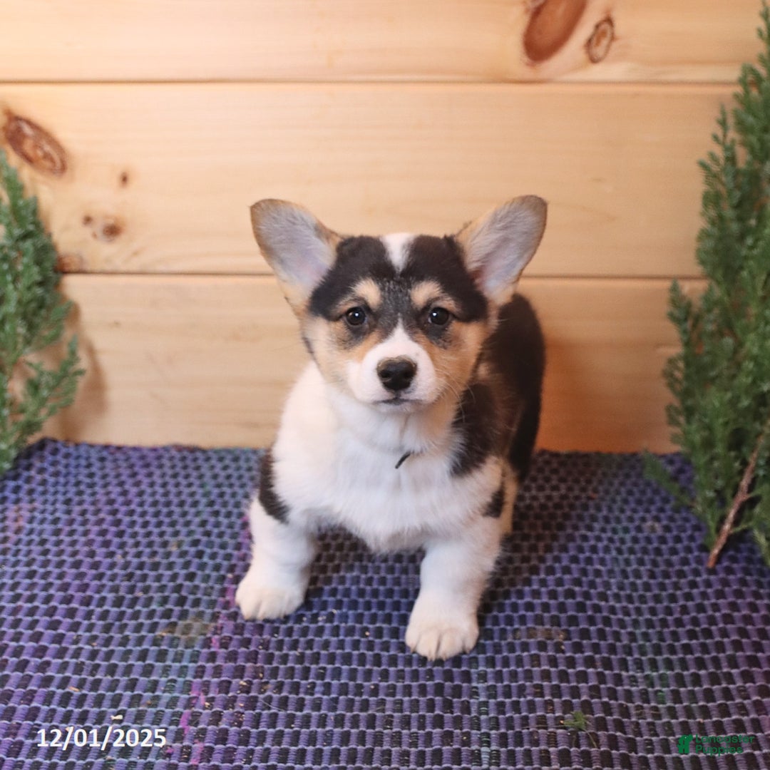 Welsh Corgi Pembroke dogs for sale: Sport - Ad 3