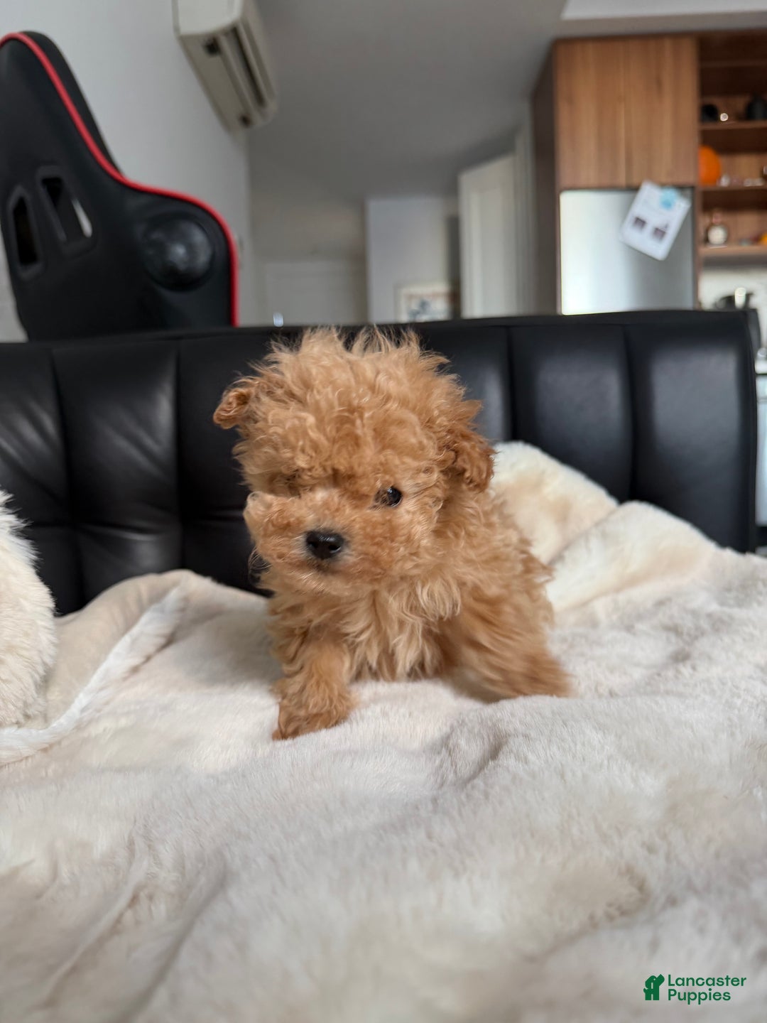 Toy Poodle dogs for sale: Teacup rocky - Ad 2