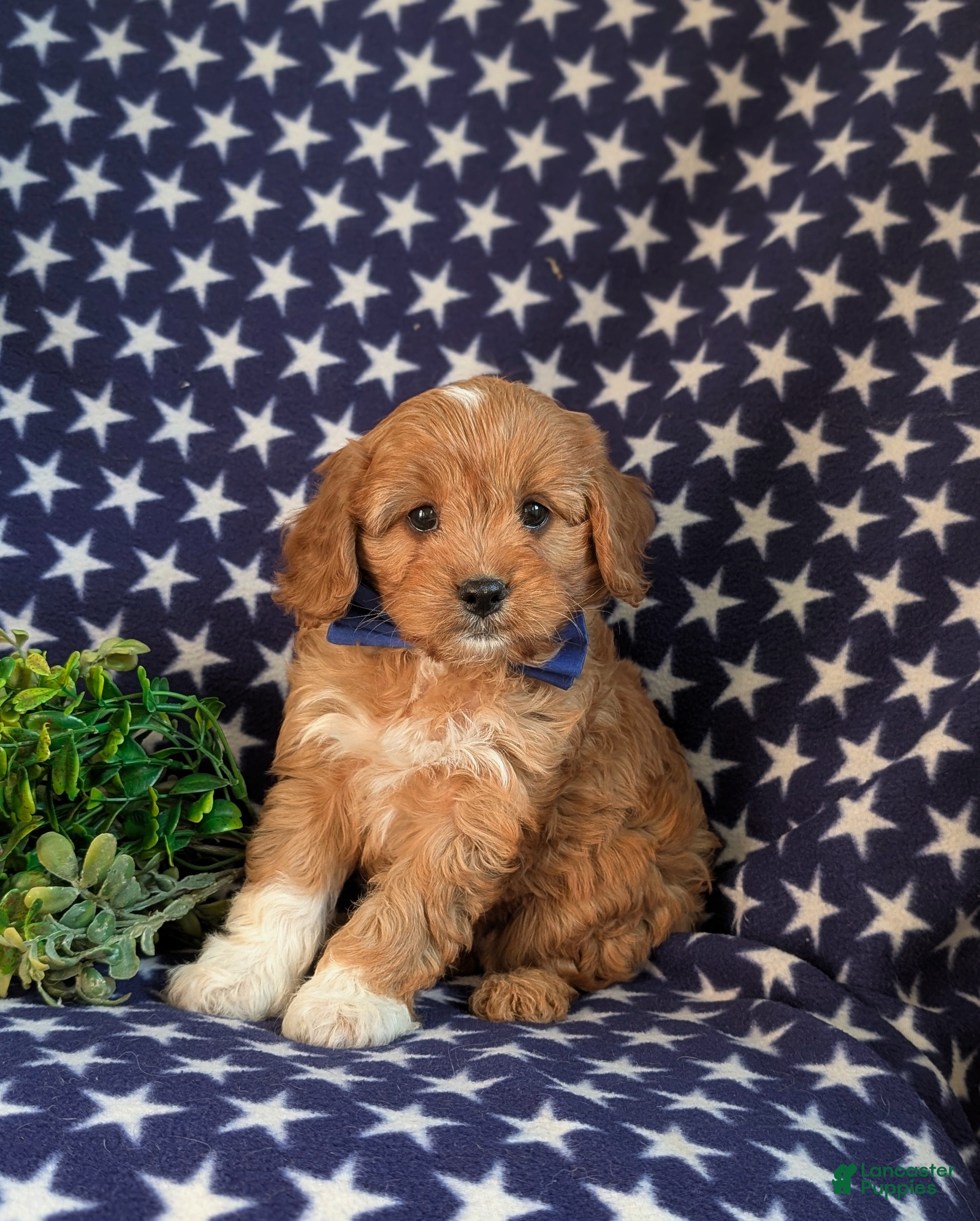 Cavapoo dogs Keaunu - Ad 1