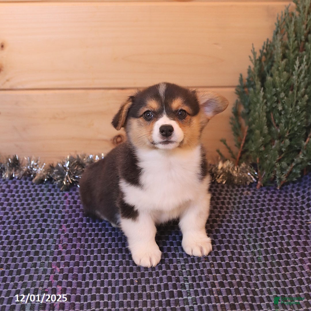 Welsh Corgi Pembroke dogs for sale: Hero - Ad 5