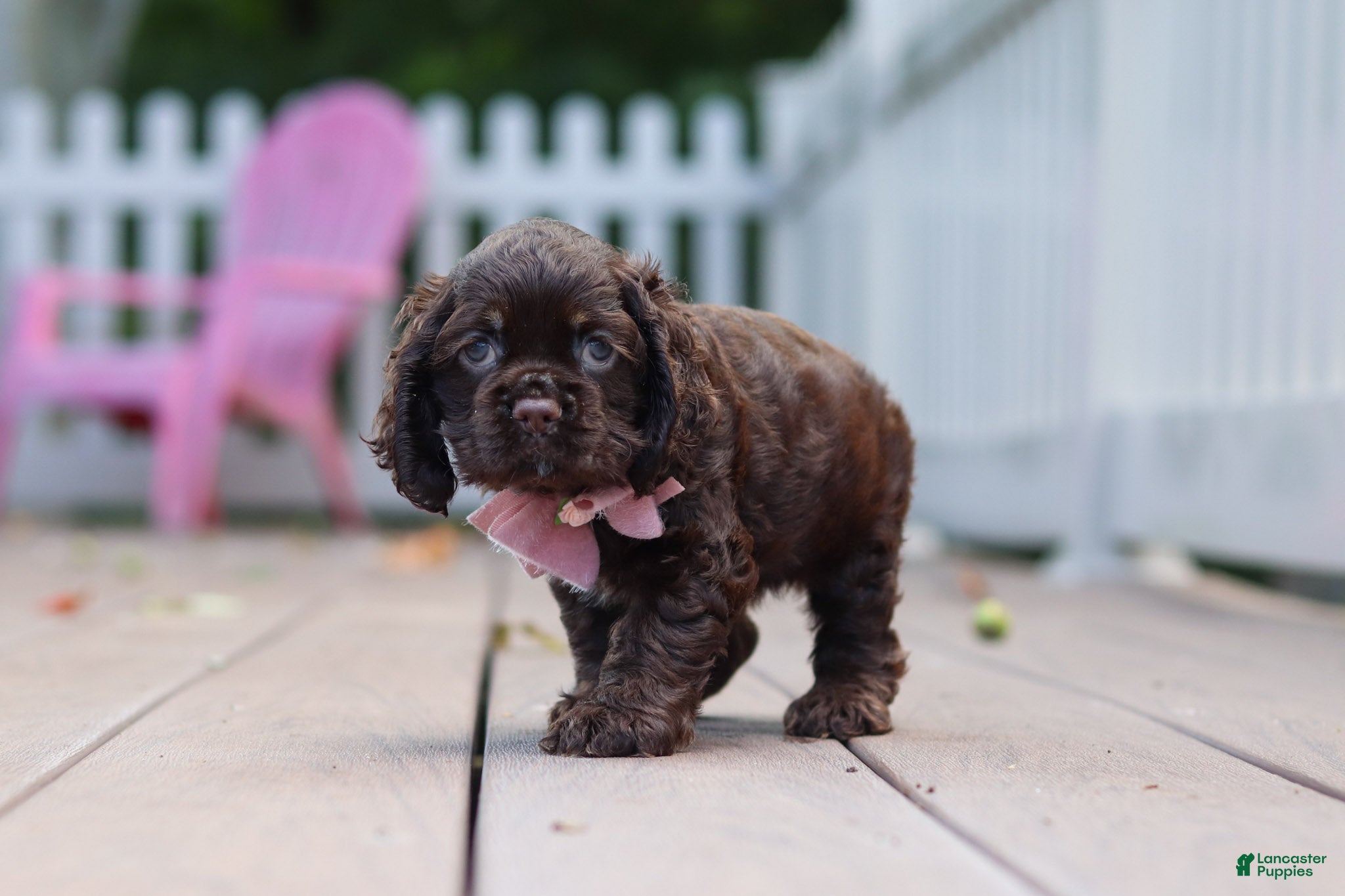 Cocker Spaniel dogs Bella - Ad 1