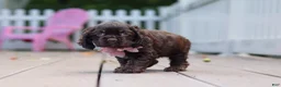 Cocker Spaniel dogs for sale: Bella - Ad 1