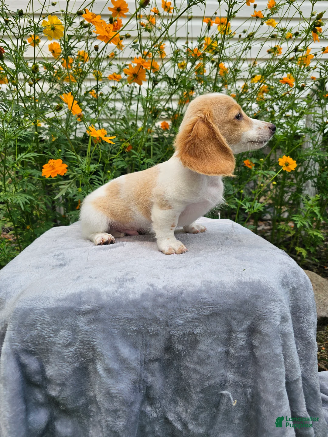 Miniature Dachshund dogs for sale: Flash - Ad 8