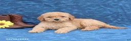 Goldendoodle dogs for sale: Joy - Ad 5