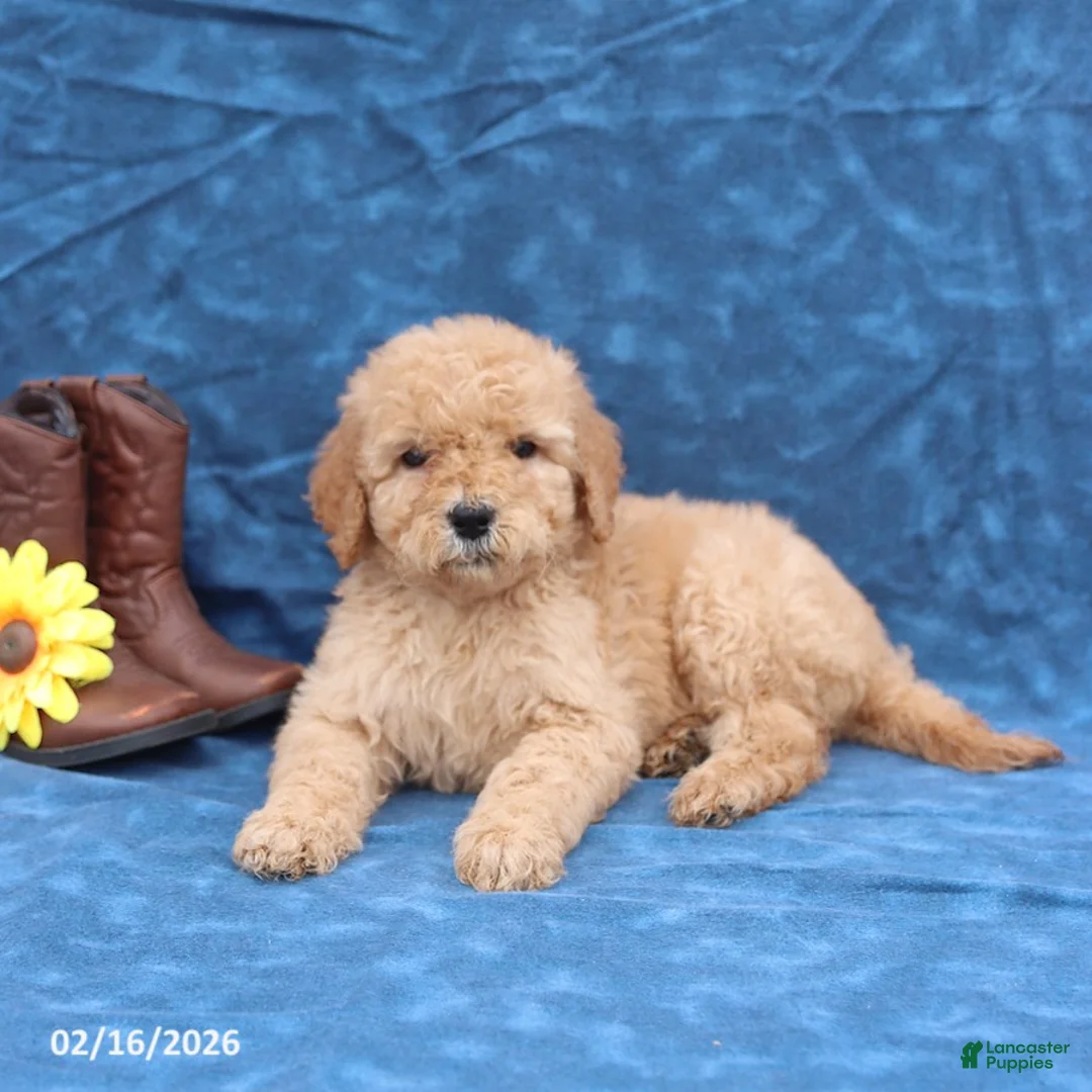 Goldendoodle dogs for sale: Joy - Ad 5