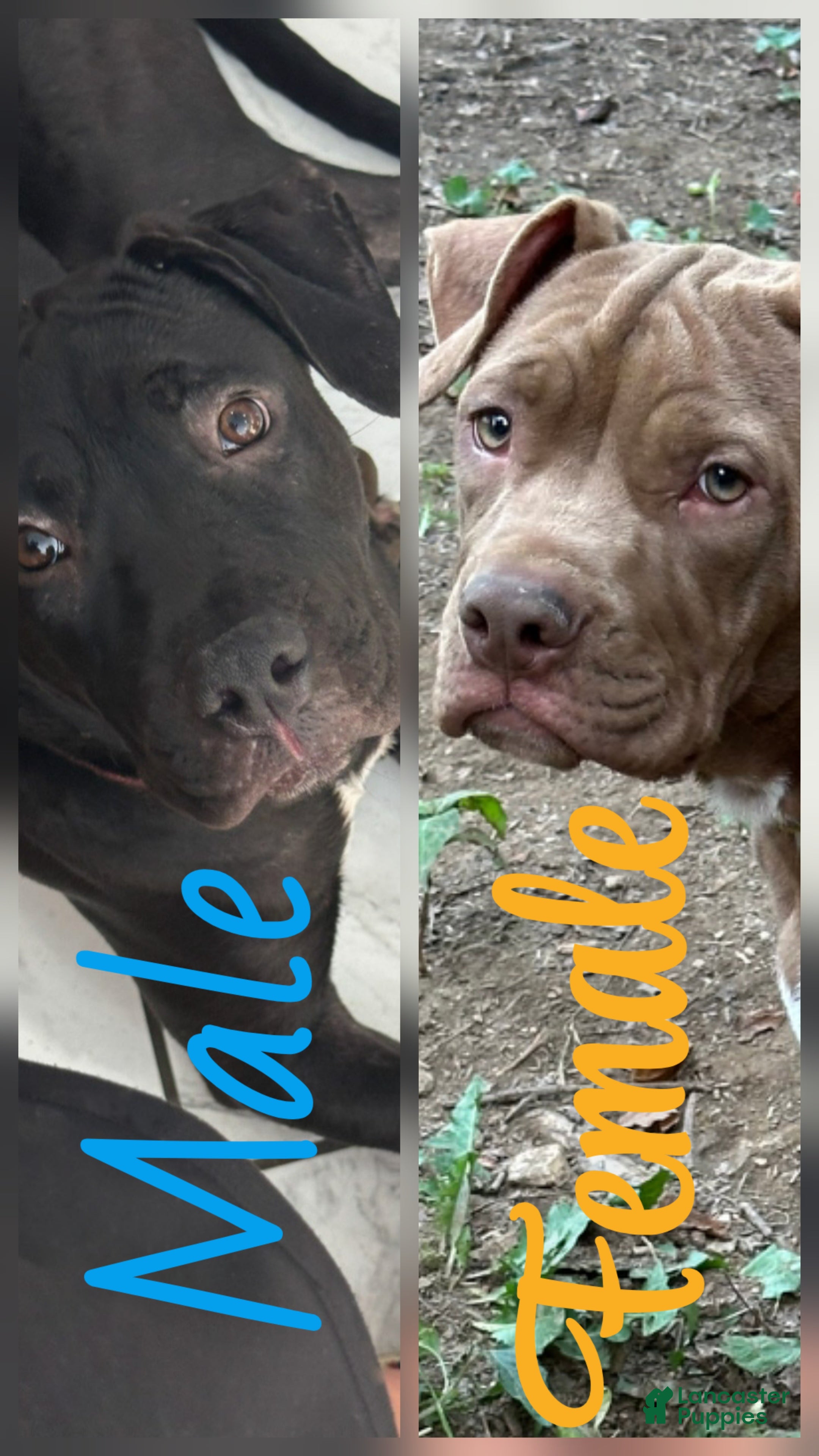 Mixed Breed dogs Wall•E & Belle - Ad 23