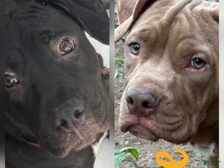 Mixed Breed dogs Wall•E & Belle - Ad 23