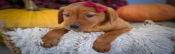 Labrador Retriever dogs for sale: NOAH - Ad 19