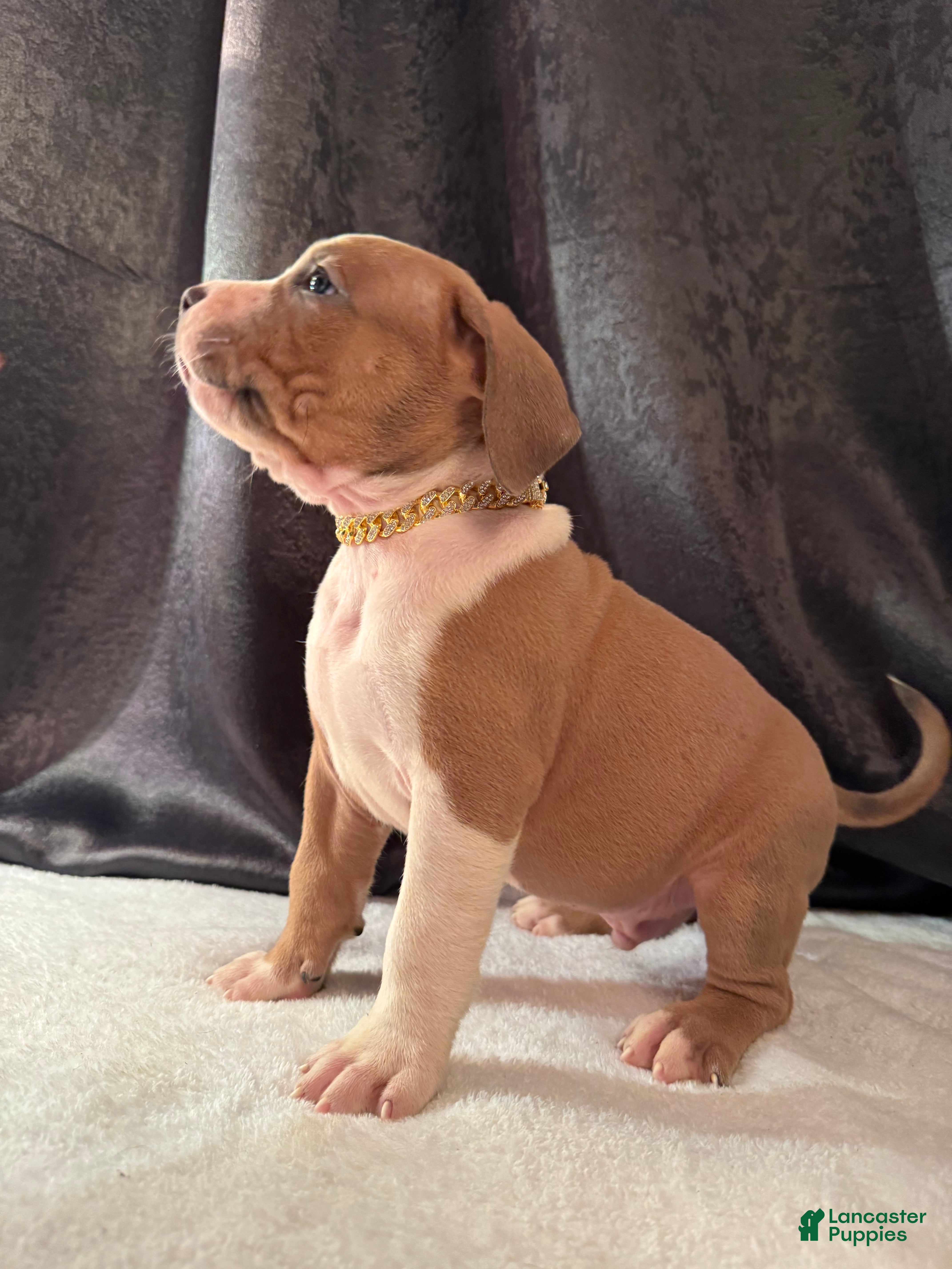 American Bully dogs American Bully Puppy 6 - Ad 1
