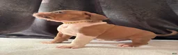 American Bully dogs for sale: American Bully Puppy 6 - Ad 1