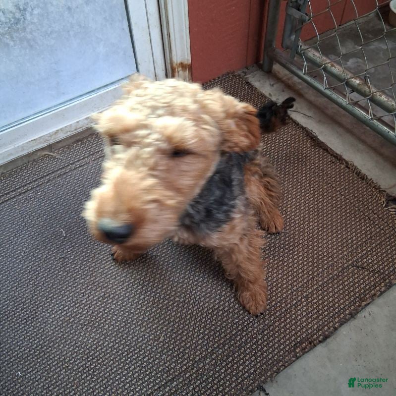 Welsh Terrier dogs Keely - Ad 1
