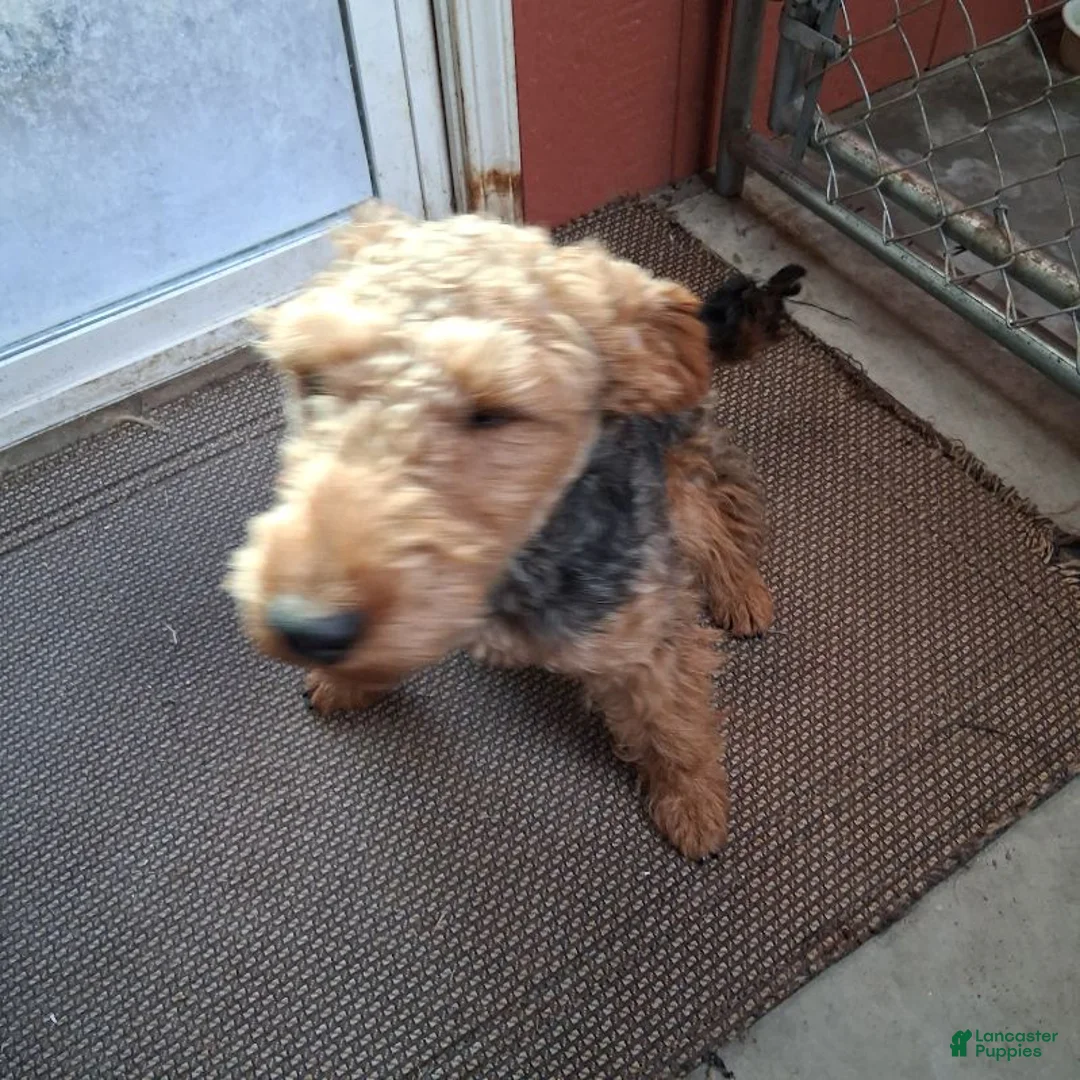 Welsh Terrier dogs for sale: Keely - Ad 1