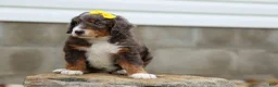 Mini Bernedoodle dogs for sale: Jasper 🐾 🦴 - Ad 8