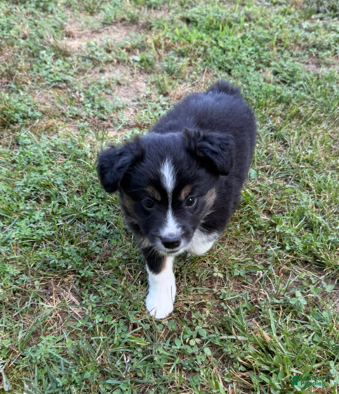 Australian Shepherd dogs Australian Shepherd Melina - Ad 1