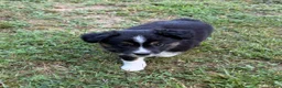 Australian Shepherd dogs for sale: Australian Shepherd Melina - Ad 1