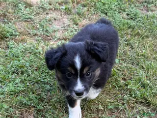 Australian Shepherd dogs for sale: Australian Shepherd Melina - Ad 1