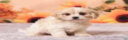 Cavachon dogs for sale: Megan - Ad 3