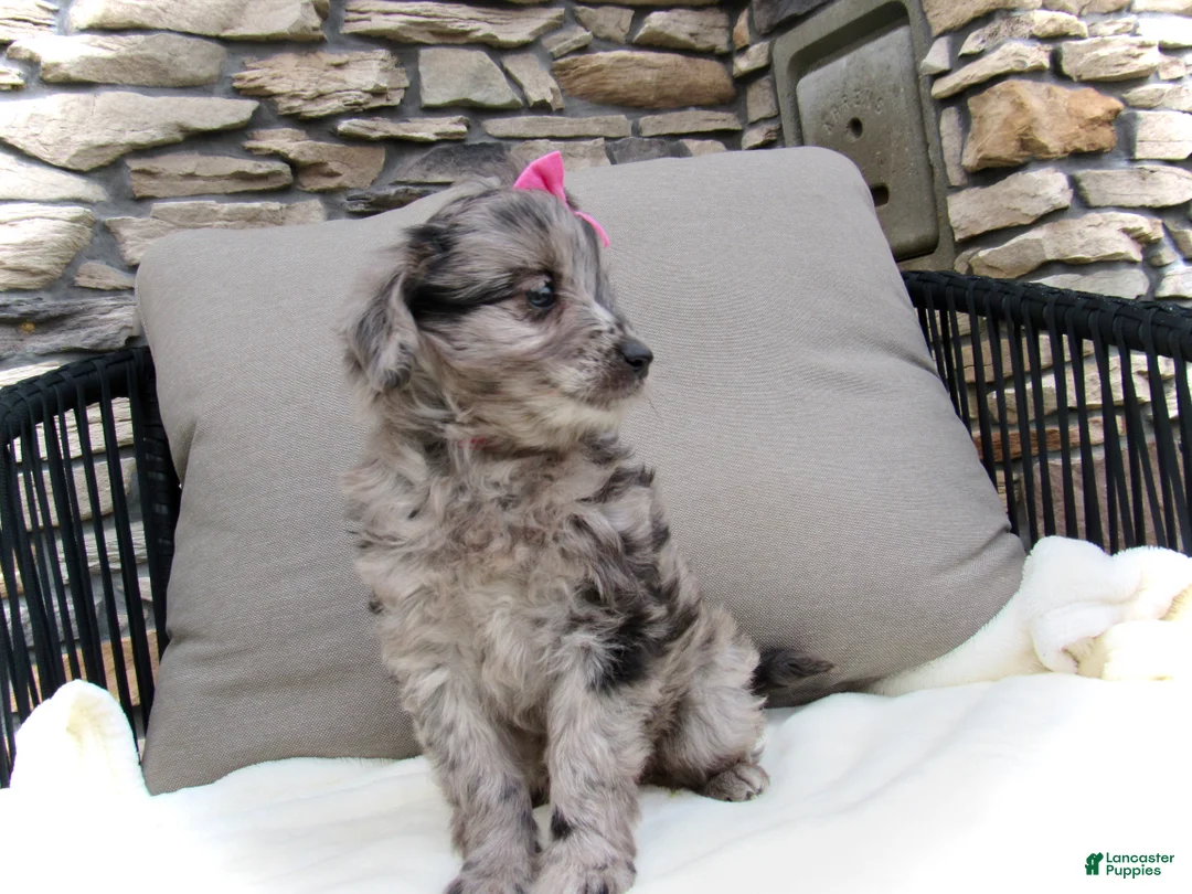 Mini Goldendoodle dogs for sale: Kayla - Ad 2