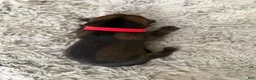 German Shepherd dogs for sale: Boy 3 - Ad 1