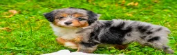 Mini Aussiedoodle dogs for sale: Lacey - Ad 10