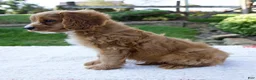 Cavapoo dogs for sale: Eddy - Ad 4