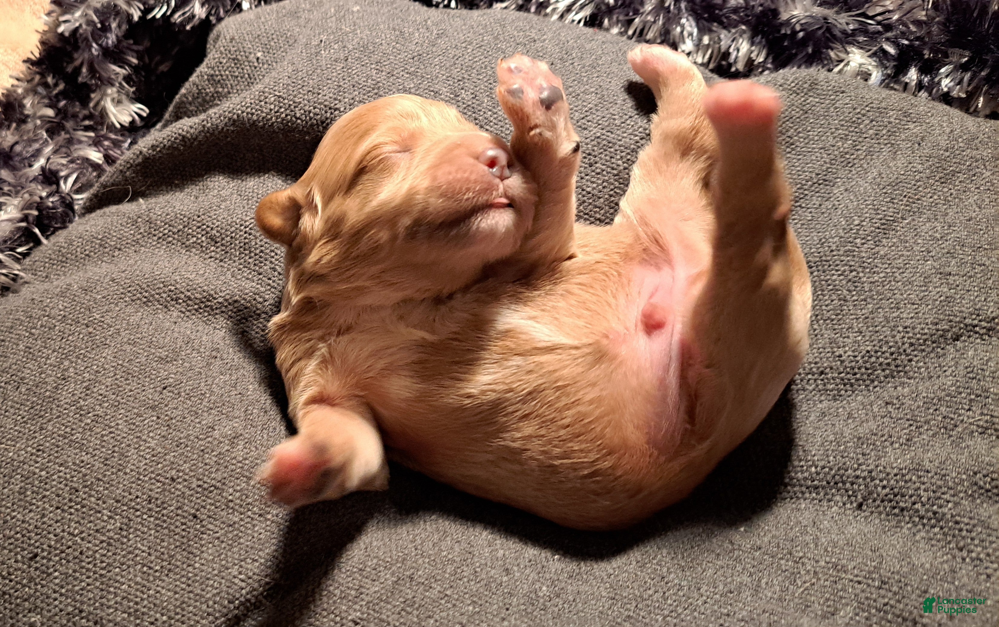 Mini Goldendoodle dogs Mini Goldendoodle Puppy 2 - Ad 2