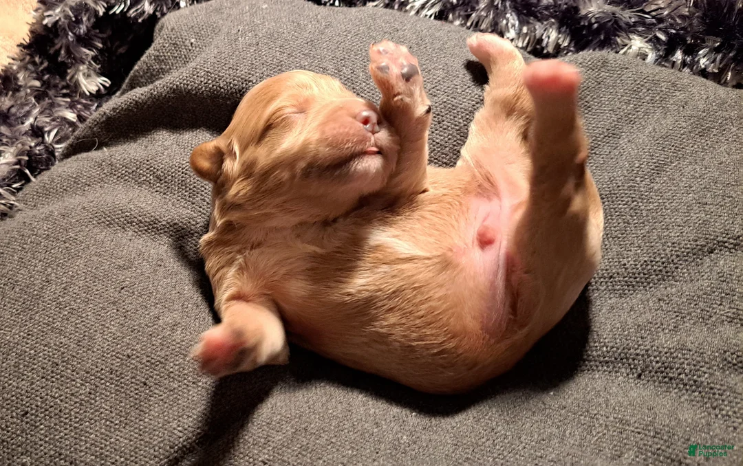 Mini Goldendoodle dogs for sale: Mini Goldendoodle Puppy 2 - Ad 2