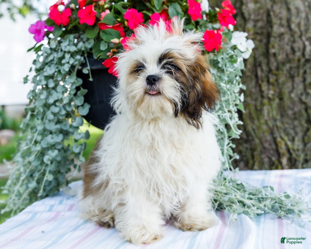 Shih Tzu dogs for sale: Jude - Ad 19