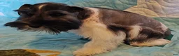 Miniature Schnauzer dogs for sale: Greta  - Ad 5