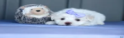 Maltese dogs for sale: PENNY - Ad 18