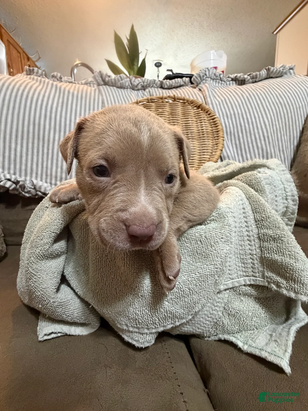 American Bully dogs for sale: American Bully 6 - Ad 2