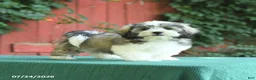 Malshi dogs for sale: Dean - Ad 4