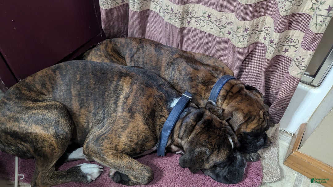 Boxer dogs for sale: Bella - Ad 9