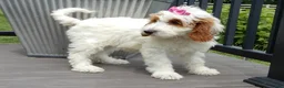 Mini Goldendoodle dogs for sale: Princess-MEDIUM - Ad 6