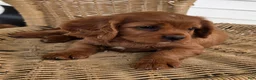Cavapoo dogs for sale: KODEE - Ad 7