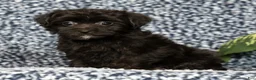 Yorkiepoo dogs for sale: Remy - Ad 6