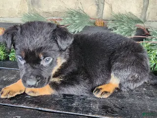 Mixed Breed dogs Riley - Ad 12