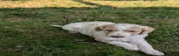 Goldendoodle dogs for sale: Chloe  - Ad 12