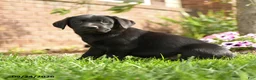 Labrador Retriever dogs for sale: Rosie - Ad 3