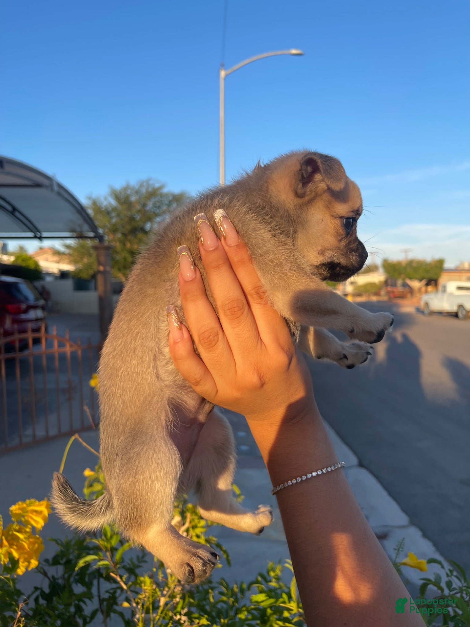 Mixed Breed dogs Mixed Breed Puppy 2 - Ad 35