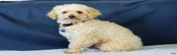 Toy Poodle dogs for sale: Bingo - Ad 12