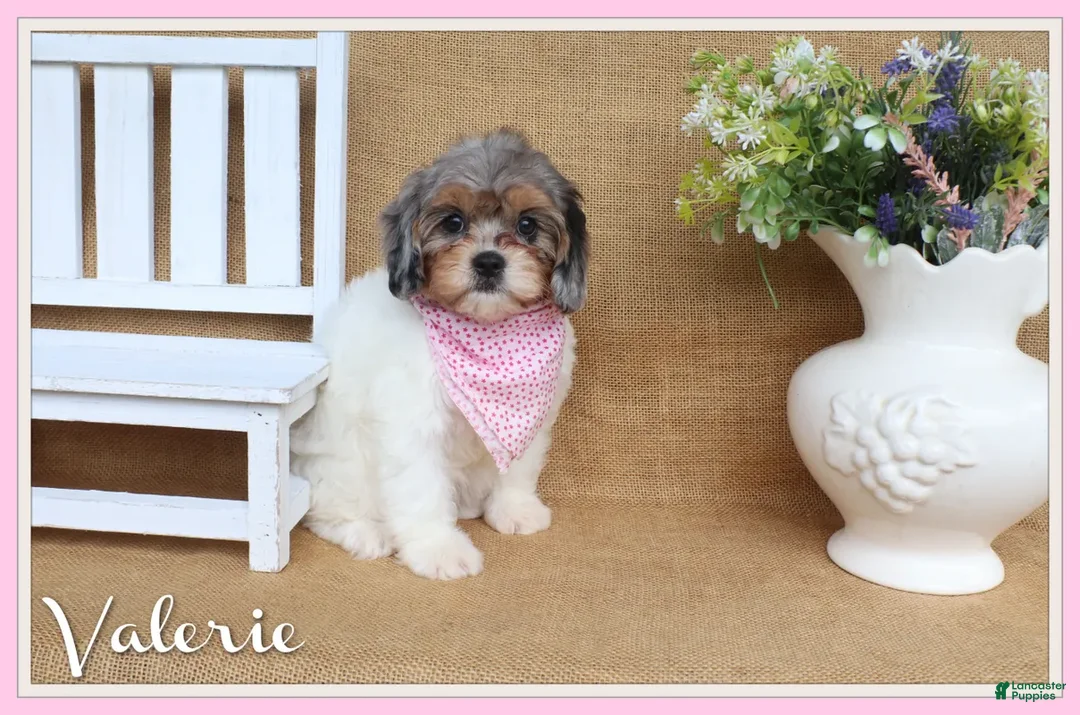 Cavapoo dogs for sale: Valerie- Merle Cavapoo - Ad 1