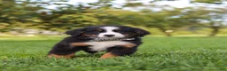 Miniature Bernese Mountain Dog dogs for sale: Kory - Ad 7