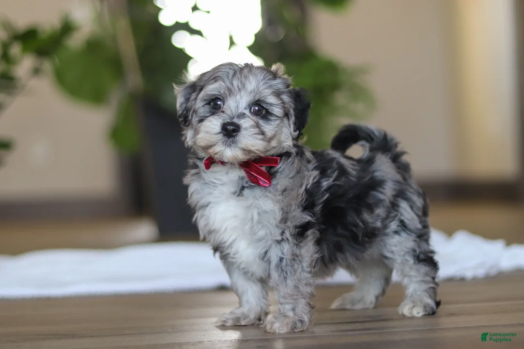 Havapoo dogs for sale: Rubble - Ad 7