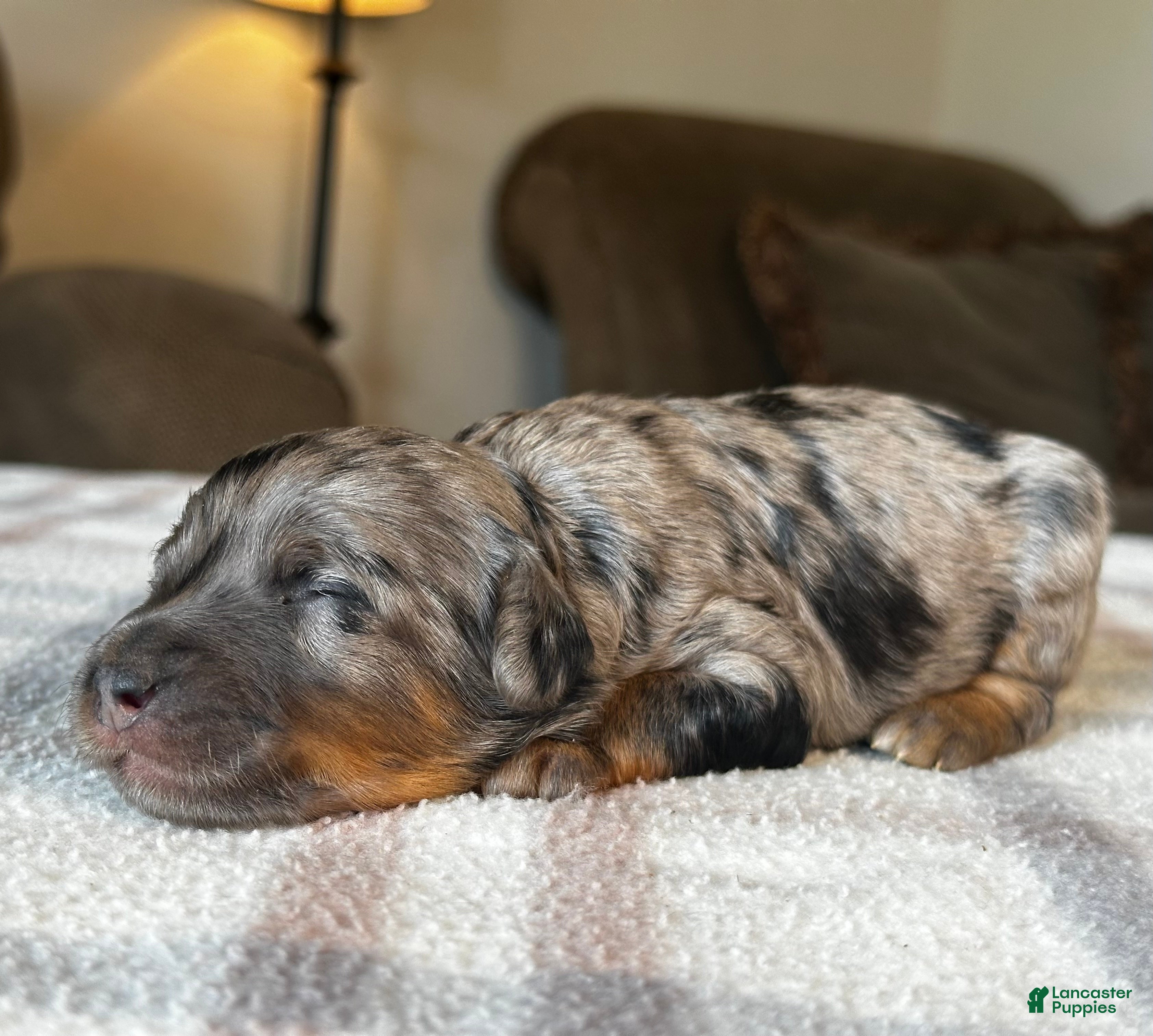 Mixed Breed dogs Phantom Merle Micro Bernedoodle - Ad 1