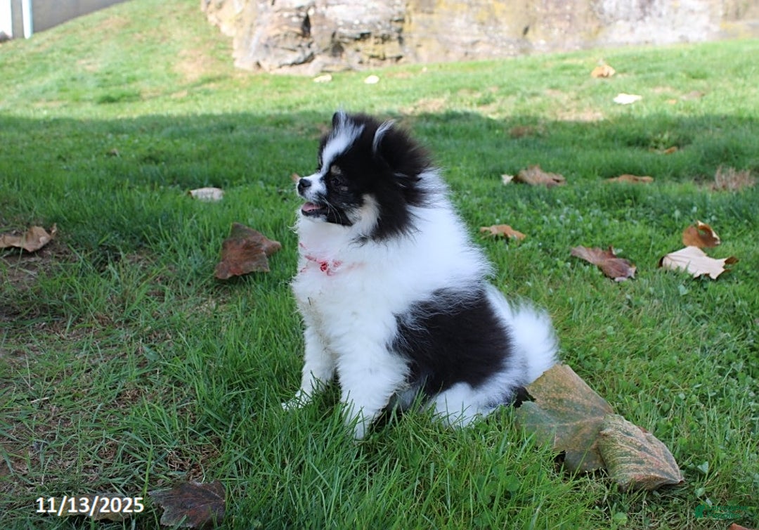 Pomeranian dogs for sale: Karter - Ad 10