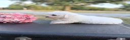 Bichon Frise dogs for sale: Bichon Frise - Mason - Ad 3